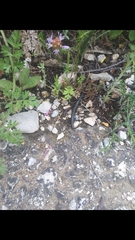 Ommatoiulus sabulosus aimatopodus