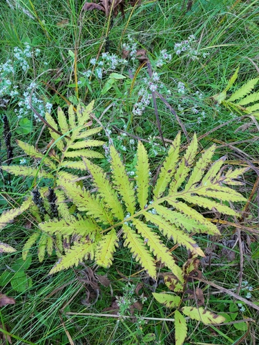 sensitive fern