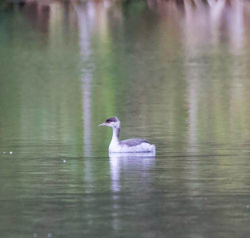 Horned Grebe