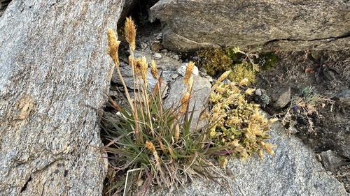 Koeleria spicata observed 2026-09-19