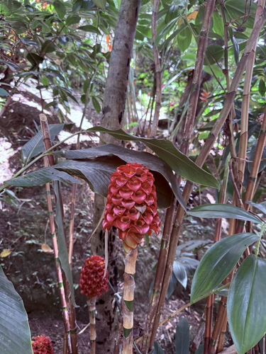 Tapeinochilos observed 2026-09-19
