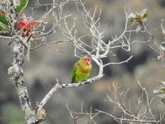 Hapalopsittaca amazonina