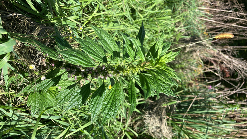 common motherwort