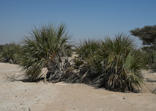 Nannorrhops ritchieana, photograph 3