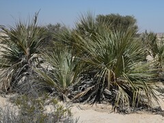 Nannorrhops ritchieana, photograph Krzysztof Ziarnek, CC BY, iNaturalist via GBIF