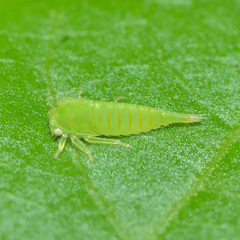 Stictocephala militaris