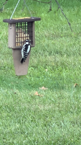 Downy Woodpecker