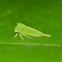 Stictocephala militaris