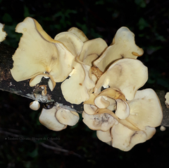 Mycobonia flava