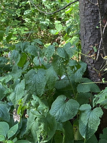 Lunaria rediviva, photograph 4