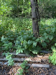 Lunaria rediviva, photograph (c) Илья Руденко, some rights reserved (CC BY)