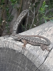 Sceloporus occidentalis becki