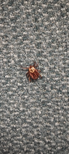 Ornate Cow Tick