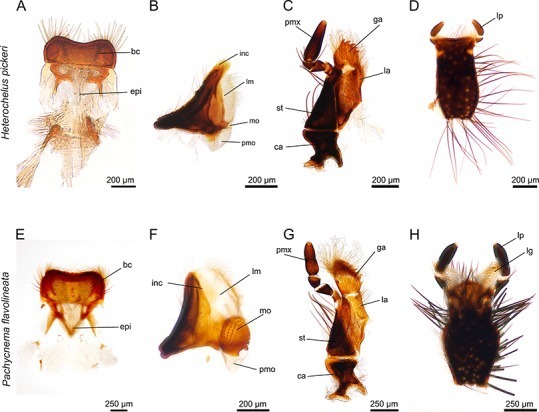 Heterochelus