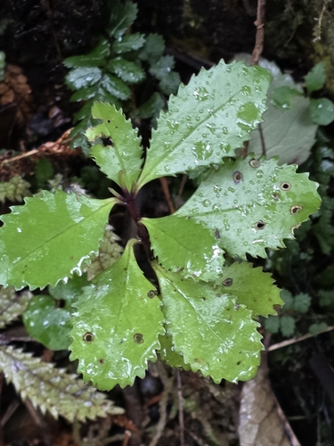 Laurelia novae-zelandiae, photograph 2