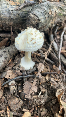 American Abrupt-bulbed Lepidella