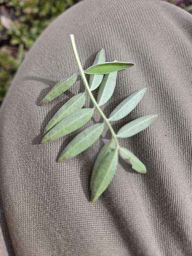 Hedysarum boreale, photograph 2