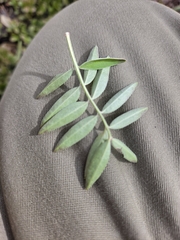 Hedysarum boreale, photograph (c) Peter L Achuff, some rights reserved (CC BY)