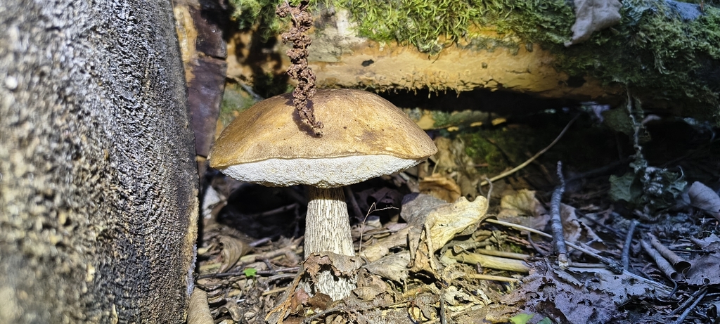 Brown Birch-bolete · September 2026 · photo: Photo: (c) Jannik Scherer, some rights reserved (CC BY) · iNaturalist