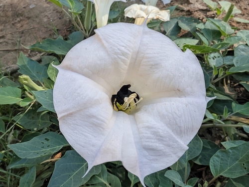 Sacred Datura
