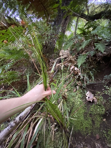 Libertia grandiflora observed 2026-09-17