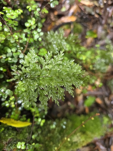 Hymenophyllum demissum, photograph 3