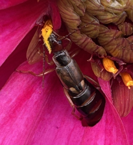 European Earwig