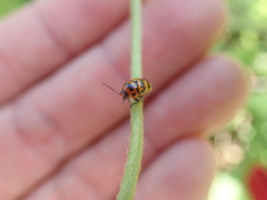 Cryptocephalus trifasciatus