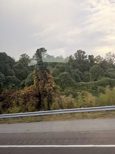 kudzu