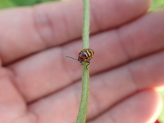 Cryptocephalus trifasciatus