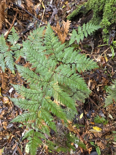 Lastreopsis hispida, photograph 1