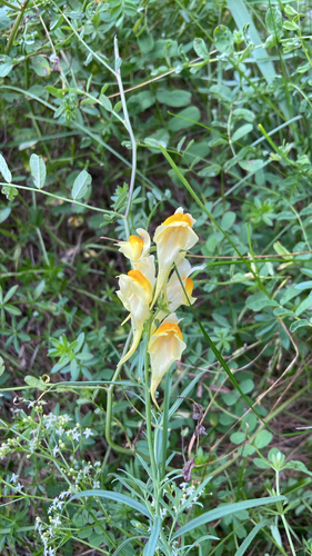 common toadflax