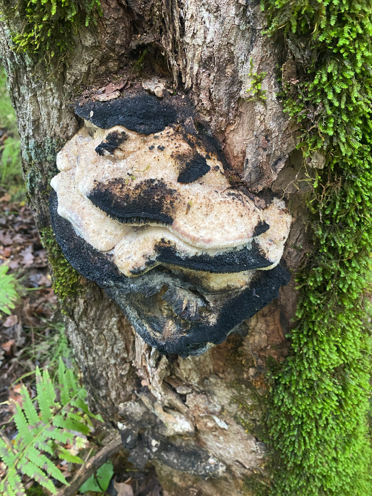 Northern Tooth · September 2026 · photo: Photo: (c) Alex, some rights reserved (CC BY) · iNaturalist