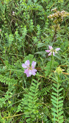 purple crownvetch