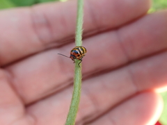 Cryptocephalus trifasciatus