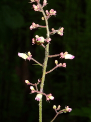 Heuchera longiflora