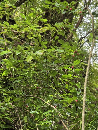 Alseuosmia macrophylla