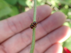 Cryptocephalus trifasciatus
