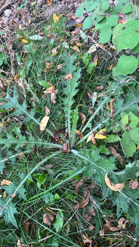 Bull Thistle