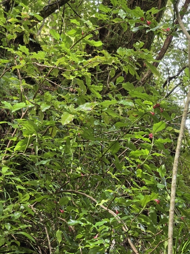 Alseuosmia macrophylla, photograph 2