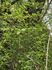 author not stated, no rights reserved Alseuosmia macrophylla, photograph author not stated, no rights reserved