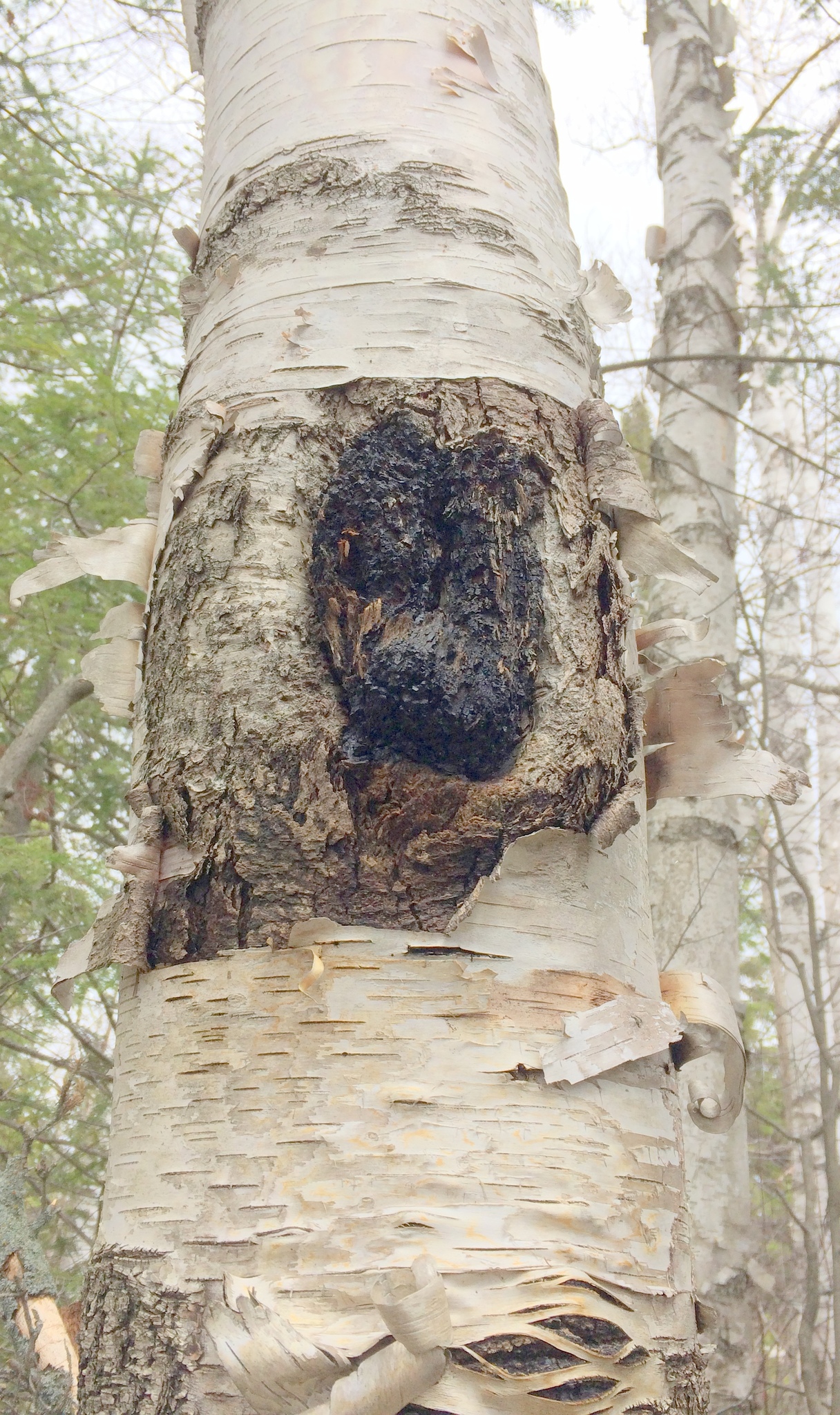 Inonotus image