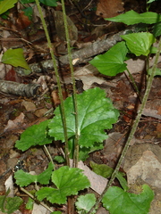 Heuchera longiflora
