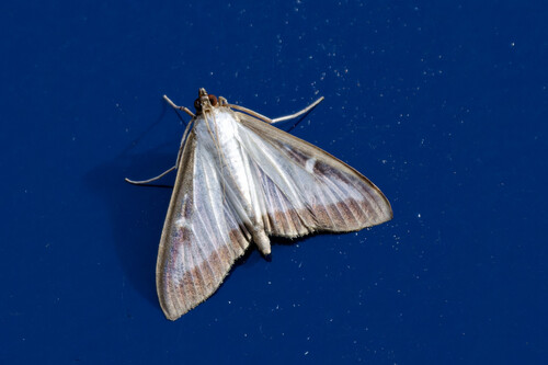 Box Tree Moth