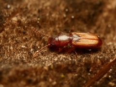 Cryptolestes duplicatus