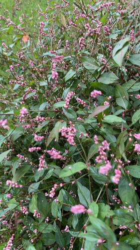 low smartweed