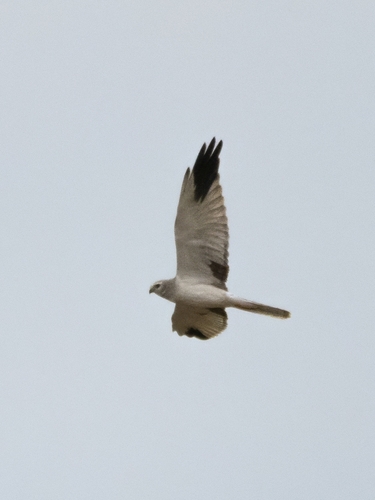 Pallid Harrier