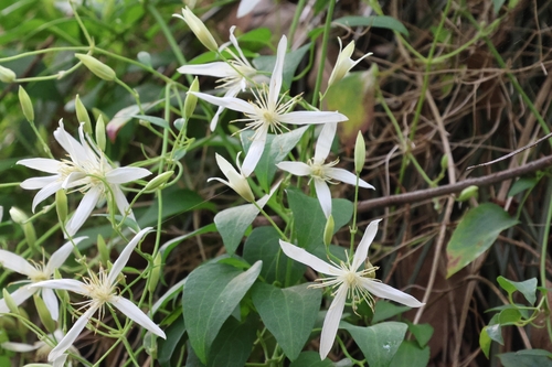 Clematis pubescens