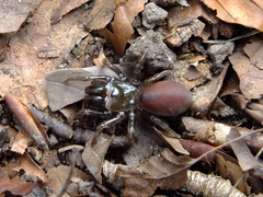Atypus affinis