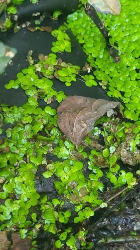 Lemna minor, photograph 3